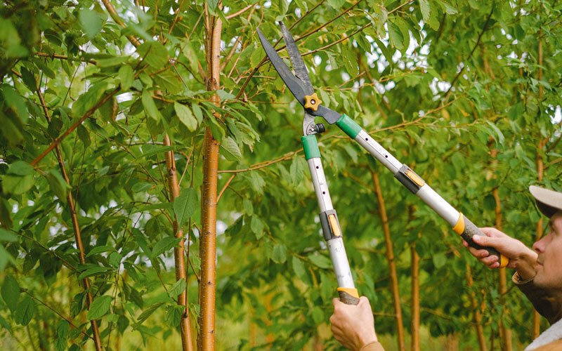 Tree trimming in Ramah, CO
